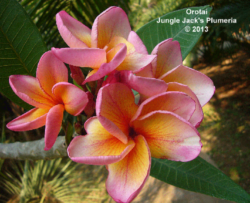 Orotai plumeria photo