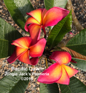 Pacific Dawn thumbnail