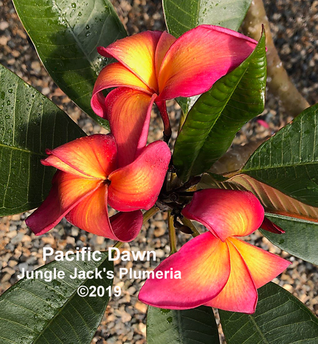 Pacific Dawn plumeria photo
