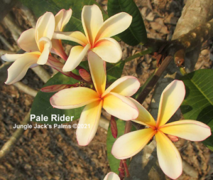 Pale Rider thumbnail