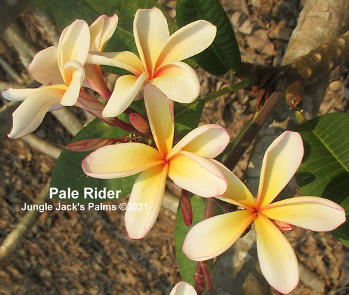 Pale Rider plumeria photo