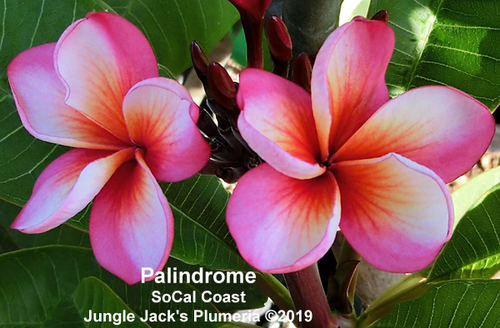 Palindrome plumeria photo
