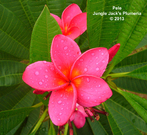 Pele plumeria photo
