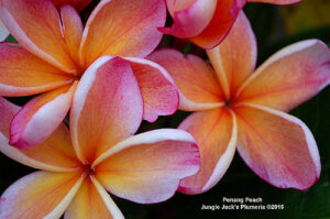 Penang Peach plumeria