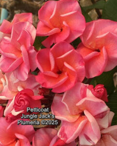 Petticoat thumbnail