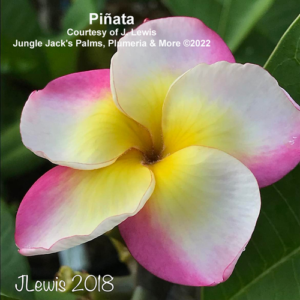 Piñata thumbnail
