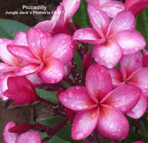 Piccadilly thumbnail
