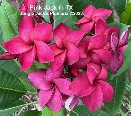 Pink Jack plumeria photo