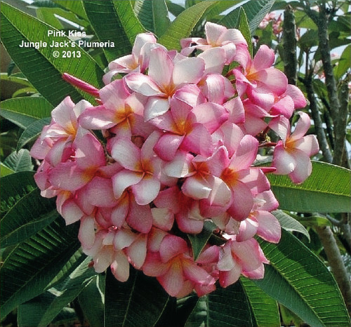 Pink Kiss plumeria photo