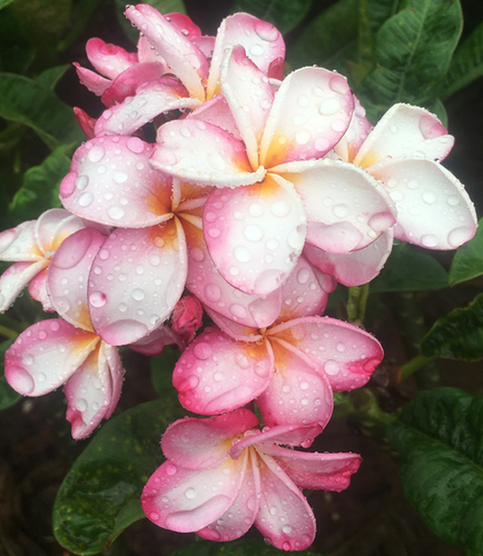 Pinkie plumeria photo
