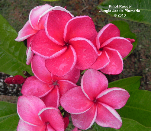 Pinot Rouge plumeria photo