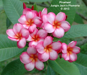 Candy Stripe plumeria