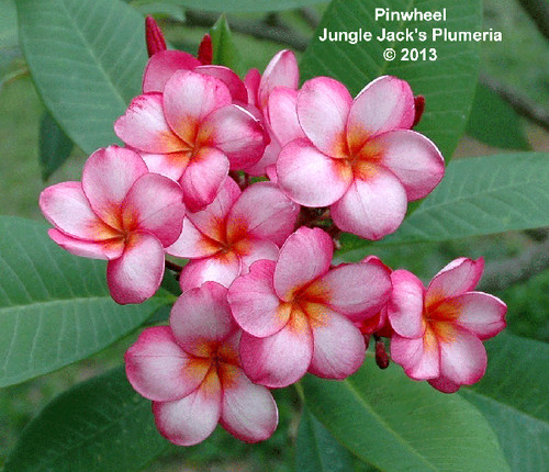 Candy Stripe plumeria photo