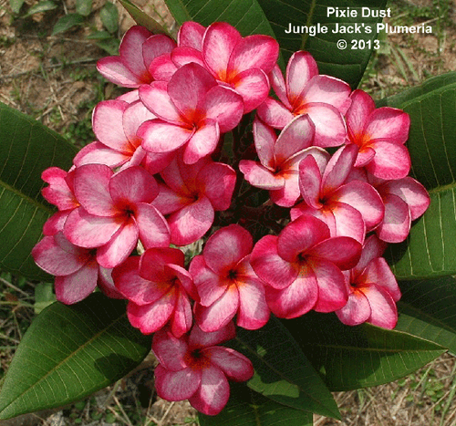 Pixie Dust plumeria photo