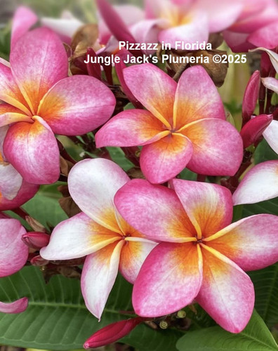 Pizzazz plumeria photo