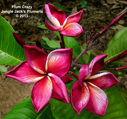 Plum Crazy plumeria photo