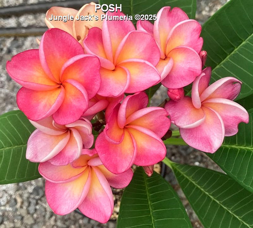 Posh plumeria photo