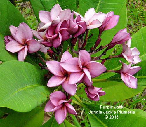 Purple Jack plumeria photo