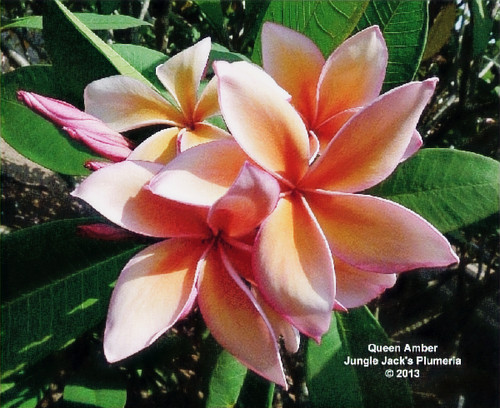 Queen Amber plumeria photo