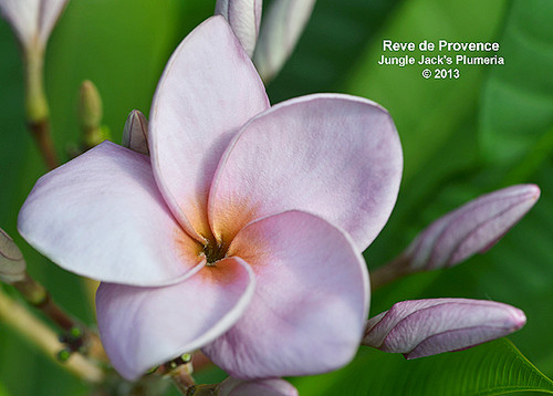 Rêve de Provence plumeria photo