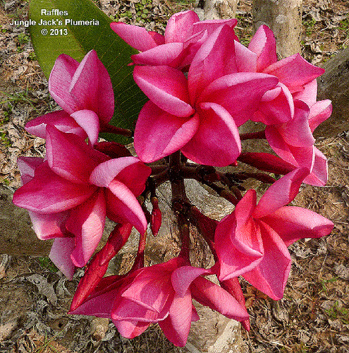 Raffles plumeria photo