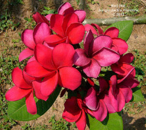 Jack Of Hearts plumeria