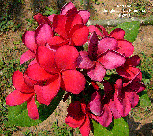 Jack Of Hearts plumeria photo