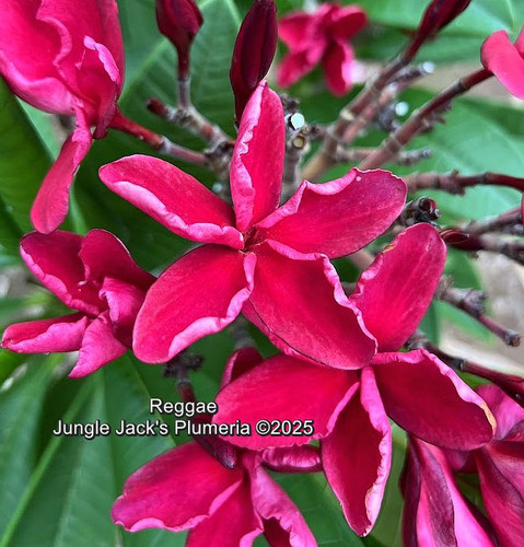 Reggae plumeria photo