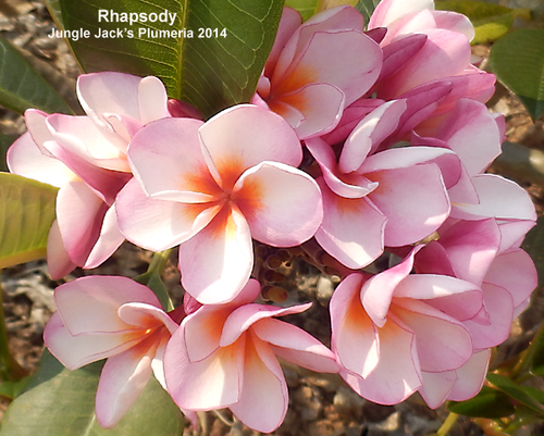 Rhapsody plumeria photo