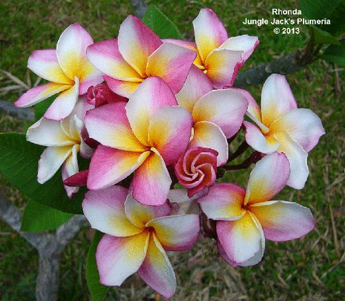 Rhonda plumeria photo