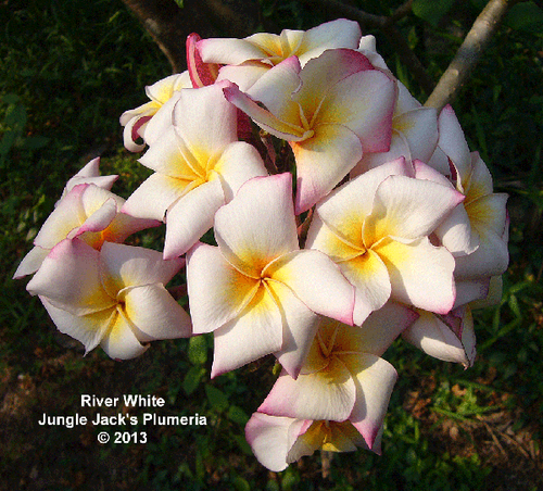 River White plumeria photo