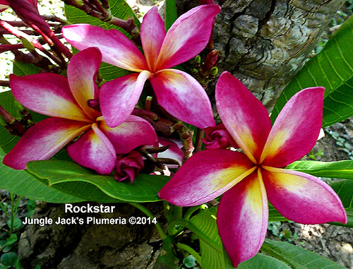 Rock Star plumeria photo