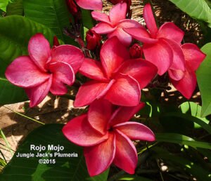 Rojo Mojo thumbnail