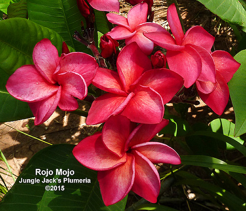 Rojo Mojo plumeria photo