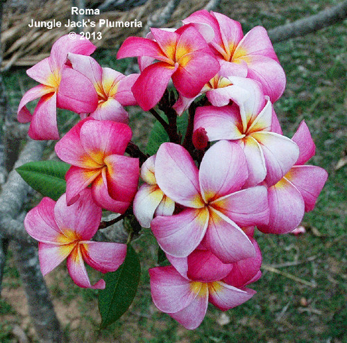Roma plumeria photo