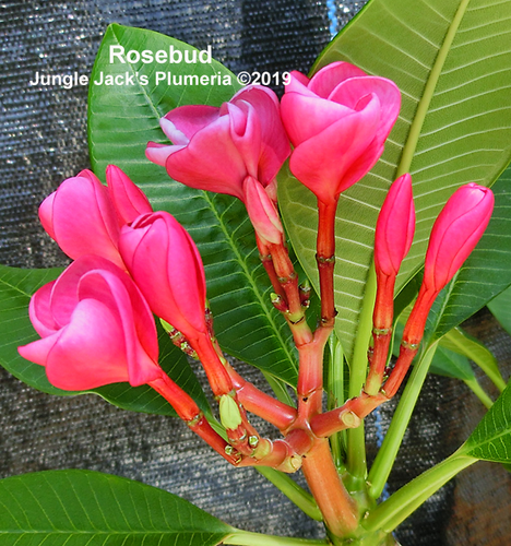 Rosebud plumeria photo