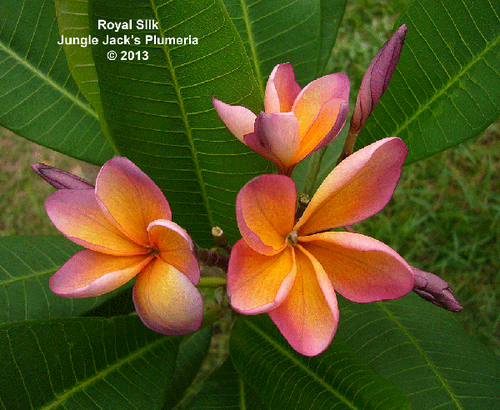 Golden Silk plumeria photo