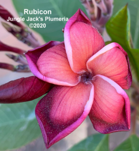 Rubicon thumbnail