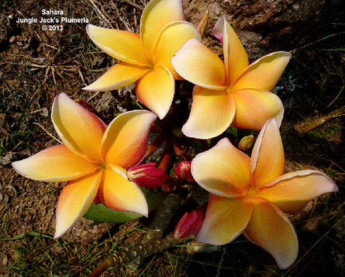 Sahara plumeria photo