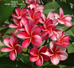 Sangria plumeria flower - Jungle Jack source photo