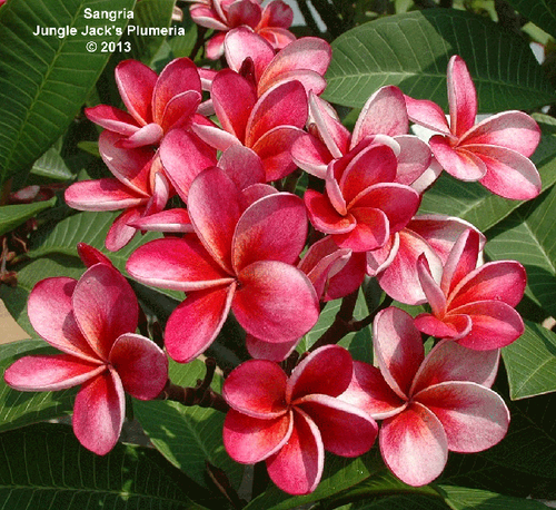 Sangria plumeria photo