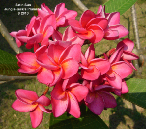 Satin Sun thumbnail