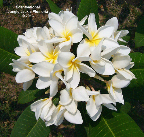 Scentsational plumeria photo