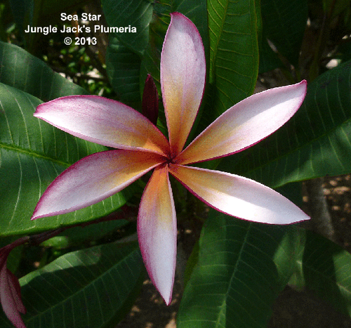 Sea Star plumeria photo