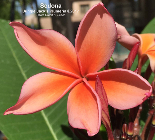 Sedona plumeria photo