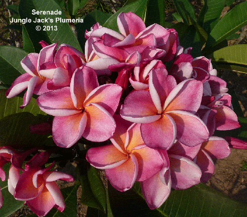 Serenade plumeria photo