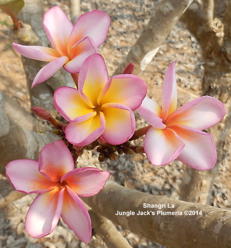 Shangri La plumeria photo