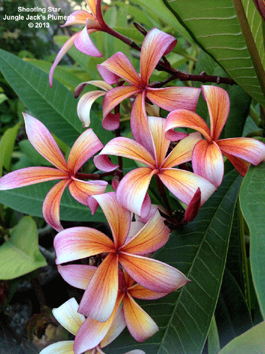 Shooting Star plumeria photo