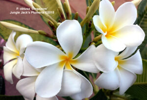 Evergreen Singapore White plumeria