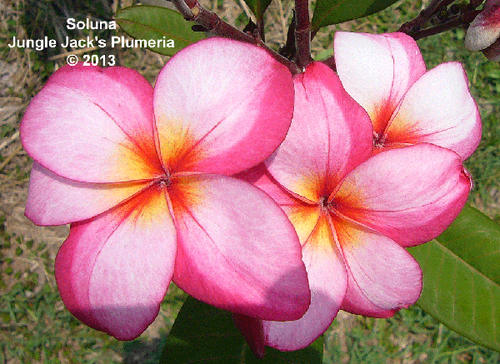 Soluna plumeria photo